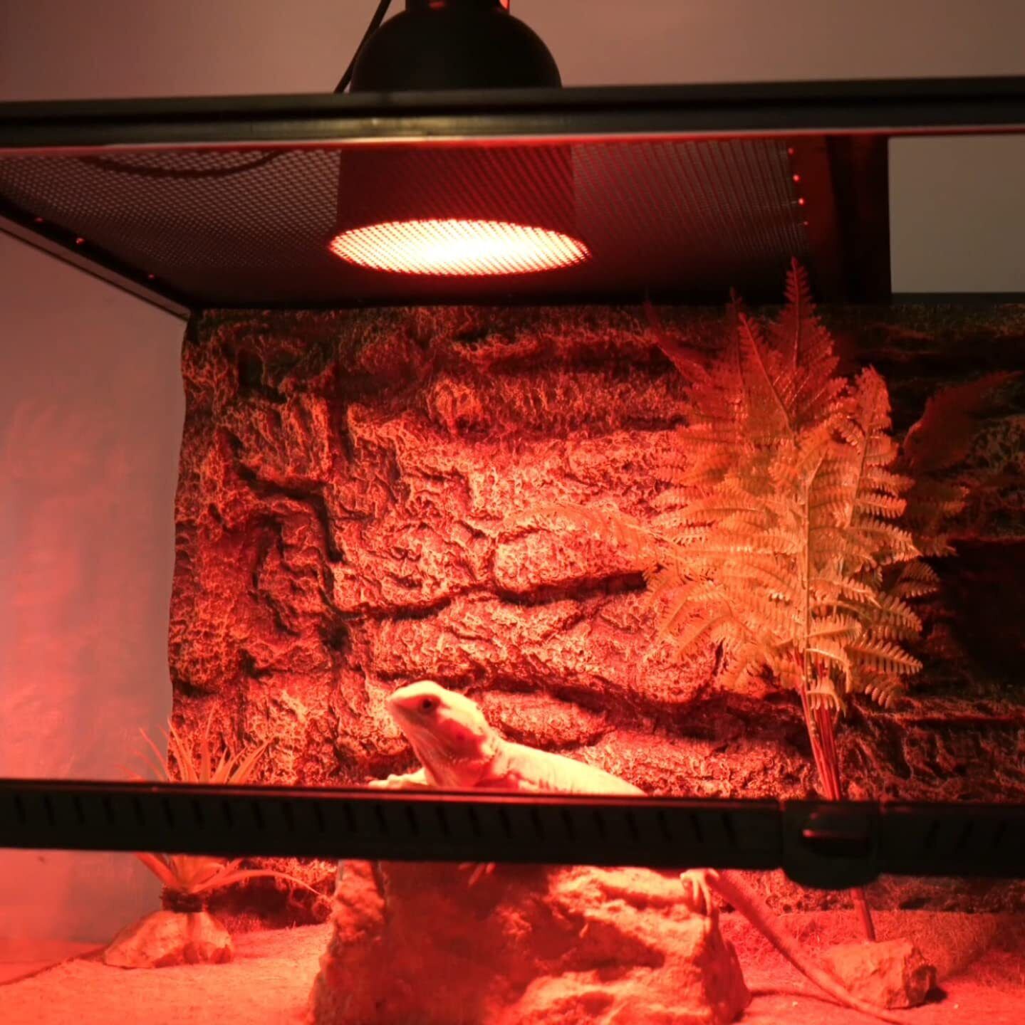 Reptile Heat Lamp