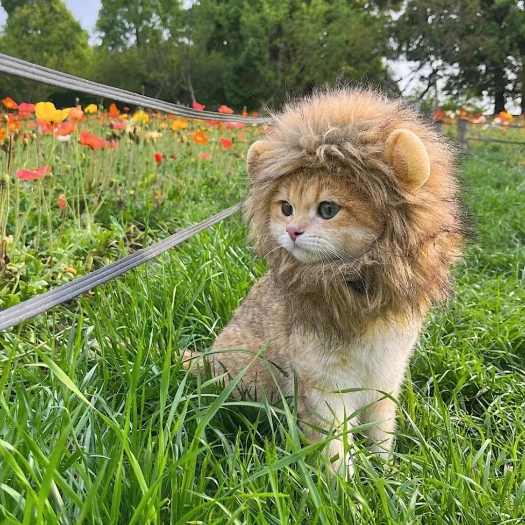 Cat Lion Clothes