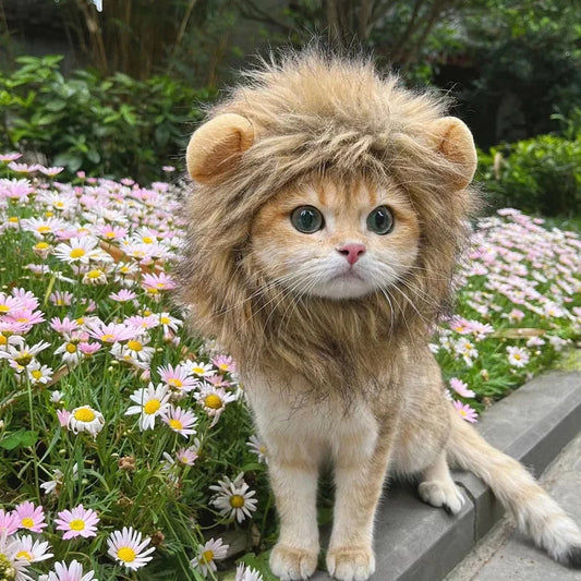 Cat Lion Clothes