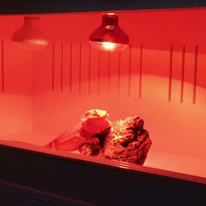 Reptile Heat Lamp